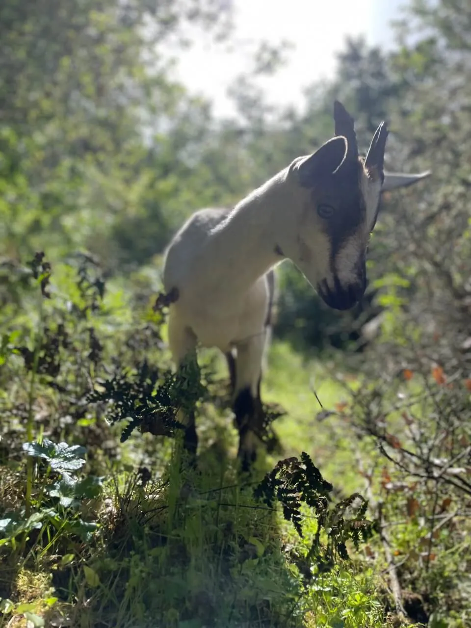 Goats grazing