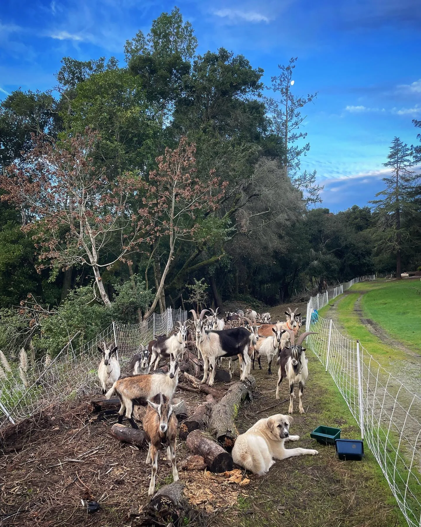 The herd and a guardian dog in their paddock
