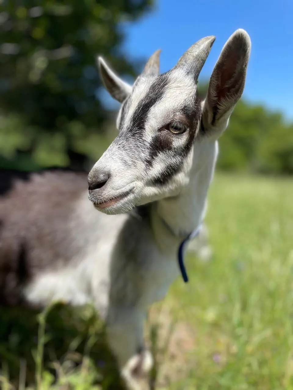A goat in a sunny meadow