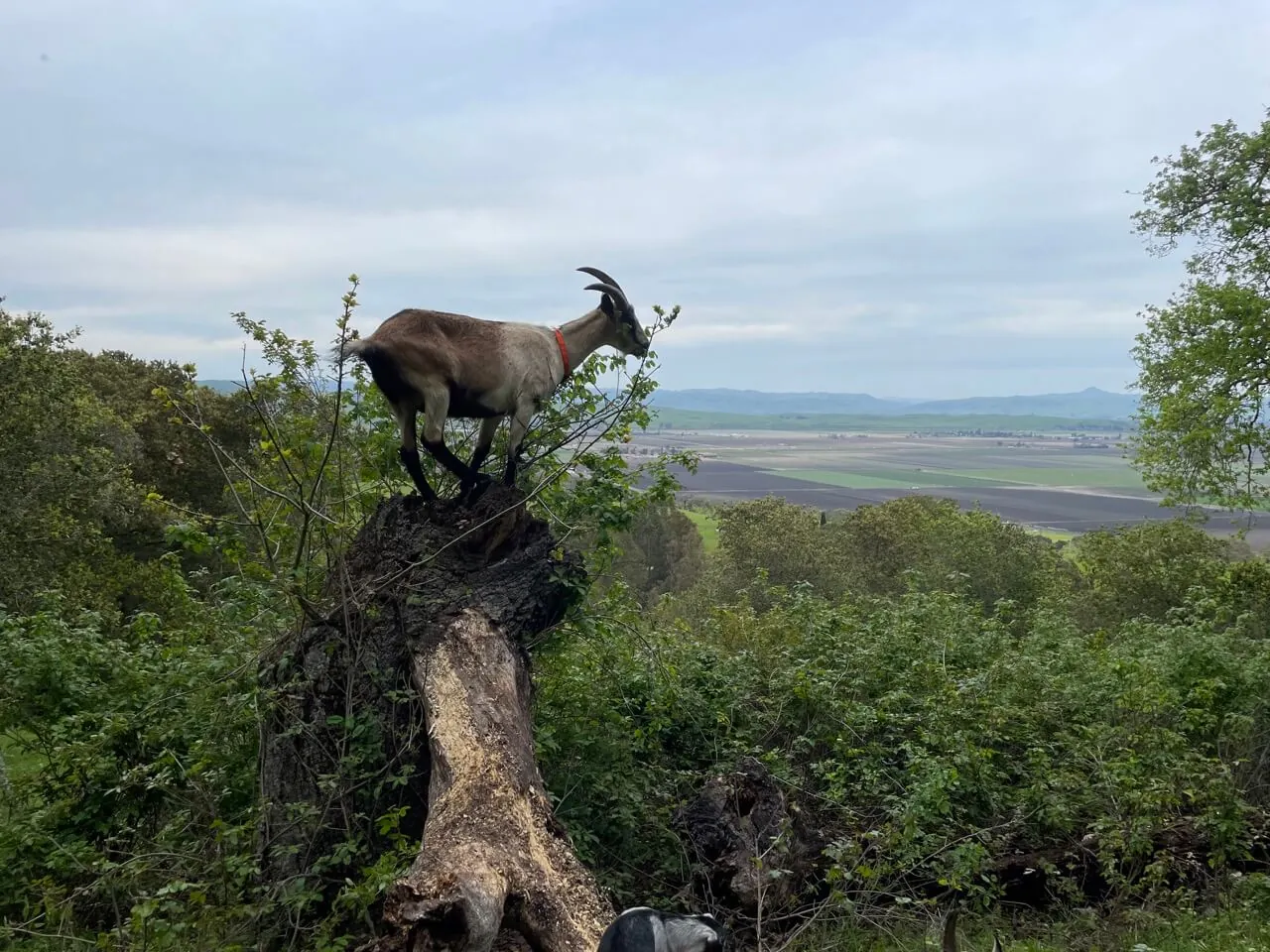 A goat standing on a stump above the valley